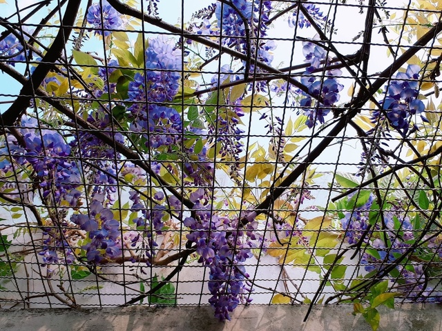 2018-03-25-09-35-25.jpg - 2018陽明山櫻花季