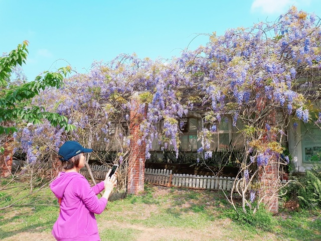 2018-03-25-09-28-07.jpg - 2018陽明山櫻花季