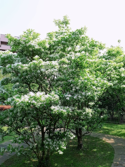 2018-03-25-09-25-17.jpg - 2018陽明山櫻花季