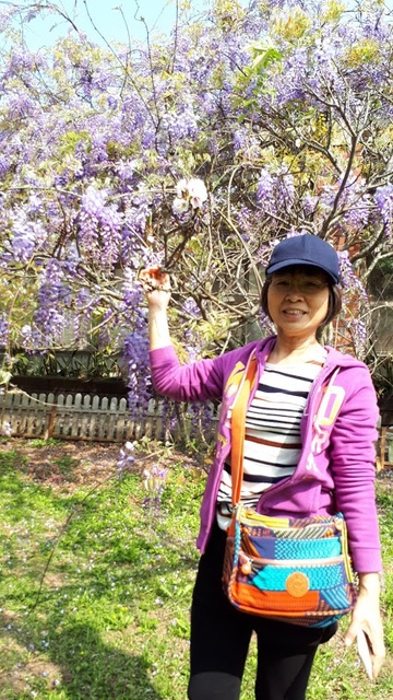 20180325_093122.jpg - 2018陽明山櫻花季