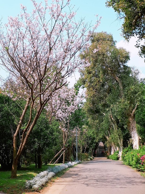 2018-03-25-09-58-59.jpg - 2018陽明山櫻花季