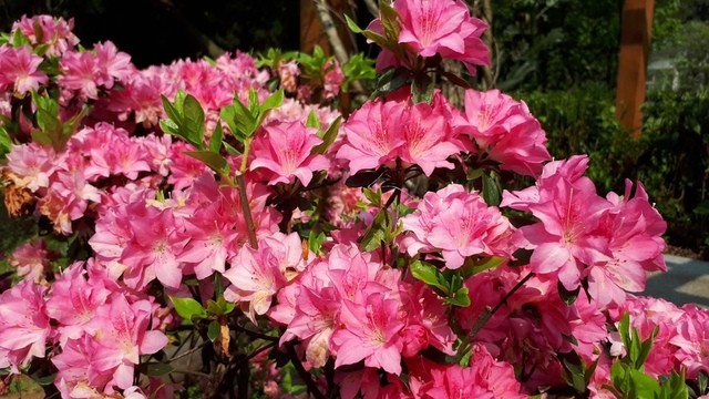 20180325_092200 (1).jpg - 2018陽明山櫻花季