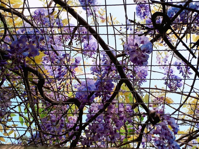 2018-03-25-09-35-22.jpg - 2018陽明山櫻花季