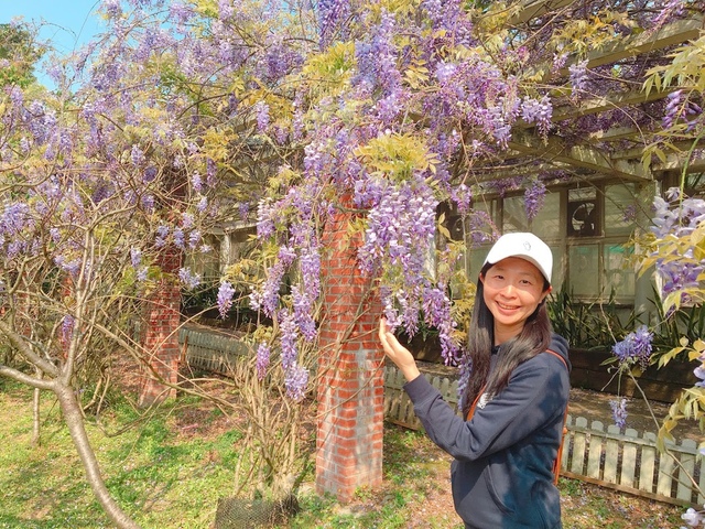 IMG_7854.JPG - 2018陽明山櫻花季