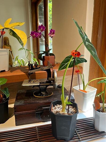 陽明山景觀餐廳。草山行館。總統官邸吃午餐