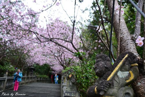 0304 碧山巖櫻花03.jpg