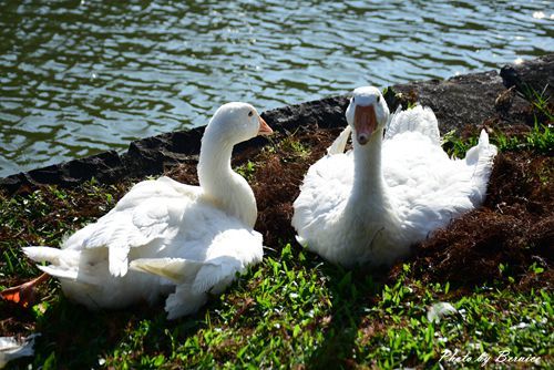 0102 1-大湖公園落羽松11.jpg