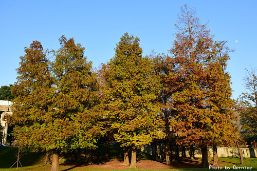 1219 大湖落羽松19