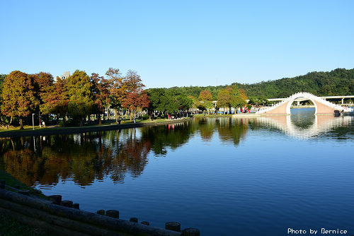 1219 大湖落羽松06