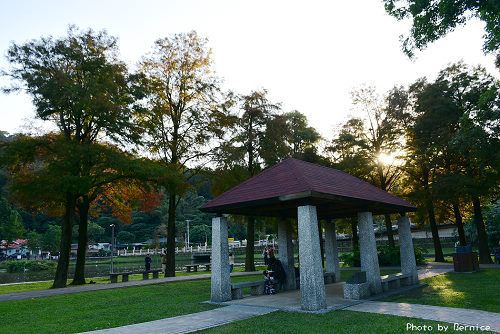 1219 大湖落羽松11