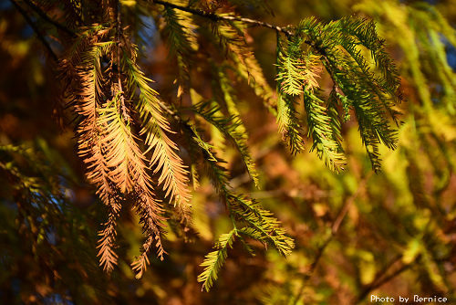 1219 大湖落羽松15