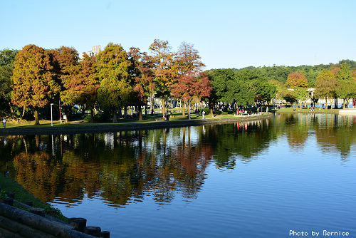 1219 大湖落羽松05