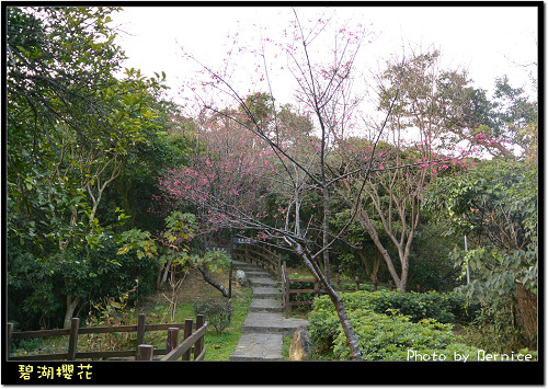 0214 碧湖櫻花06