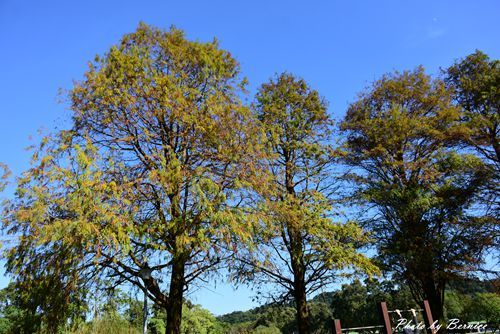 0102 1-大湖公園落羽松07.jpg