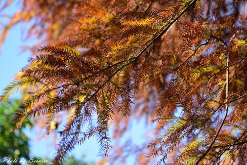 0102 1-大湖公園落羽松15.jpg