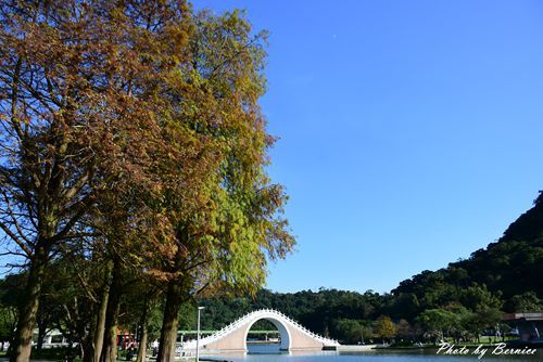 0102 1-大湖公園落羽松10.jpg
