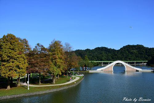 0102 1-大湖公園落羽松03.jpg