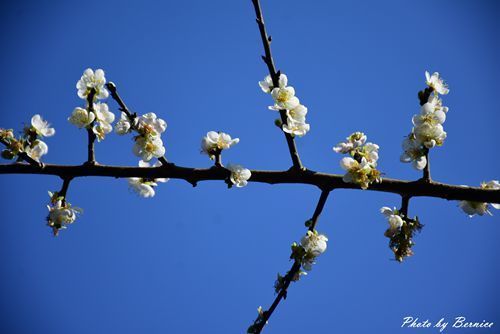 0102 1-大湖公園落羽松06.jpg