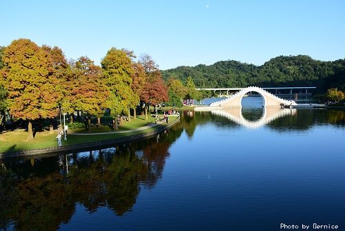 1219 大湖落羽松02