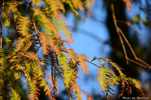 1219 大湖落羽松14