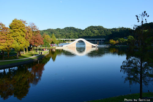 1219 大湖落羽松04