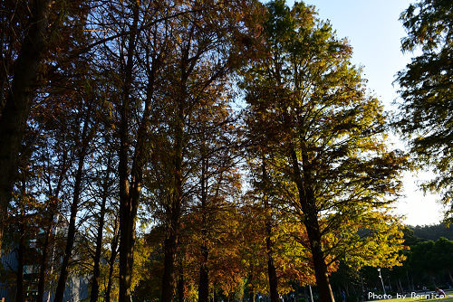 1219 大湖落羽松18