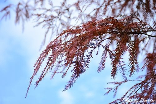 0103 大湖落羽松07.jpg