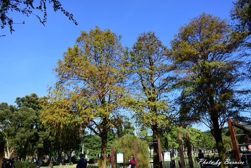 0102 1-大湖公園落羽松08.jpg