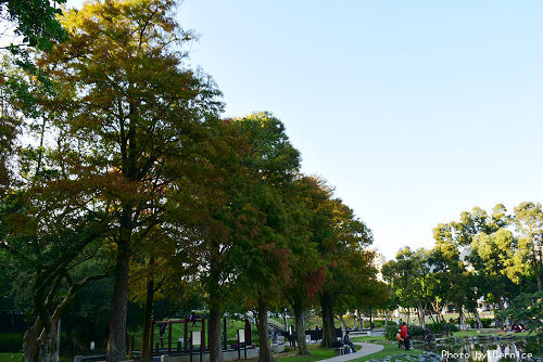 1219 大湖落羽松13