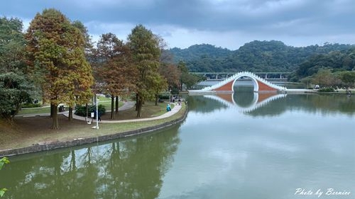 0103 大湖落羽松02.jpg