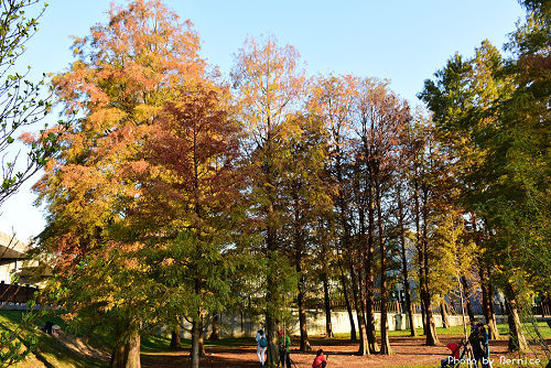 1219 大湖落羽松17