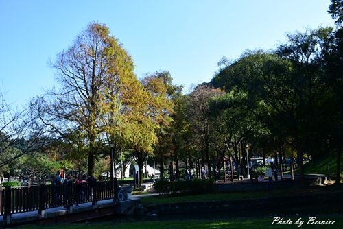 0102 1-大湖公園落羽松05.jpg