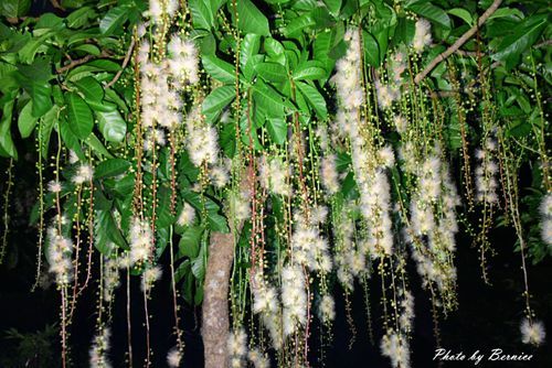 0707 1-夏日煙火濕地篇01.jpg