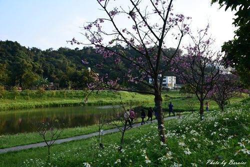 0131 2-五分埤寒櫻07.jpg