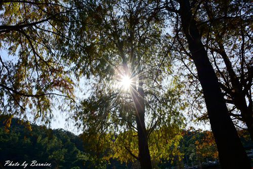 0102 1-大湖公園落羽松13.jpg