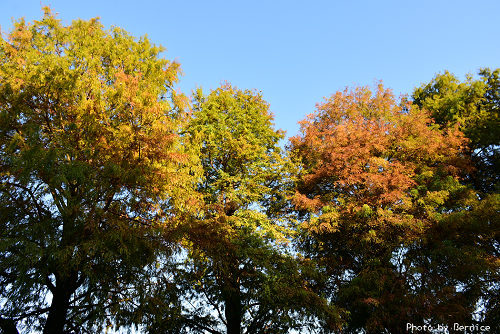 1219 大湖落羽松07