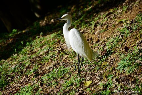 0102 1-大湖公園落羽松09.jpg