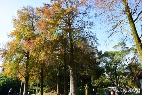 0102 1-大湖公園落羽松12.jpg