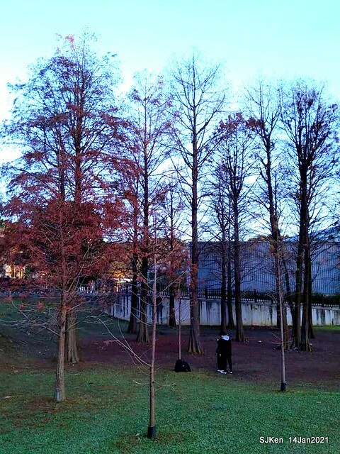 「大湖公園」(Big lake park), Taipei, Taiwan, Jan 24, 2021, SJKen.