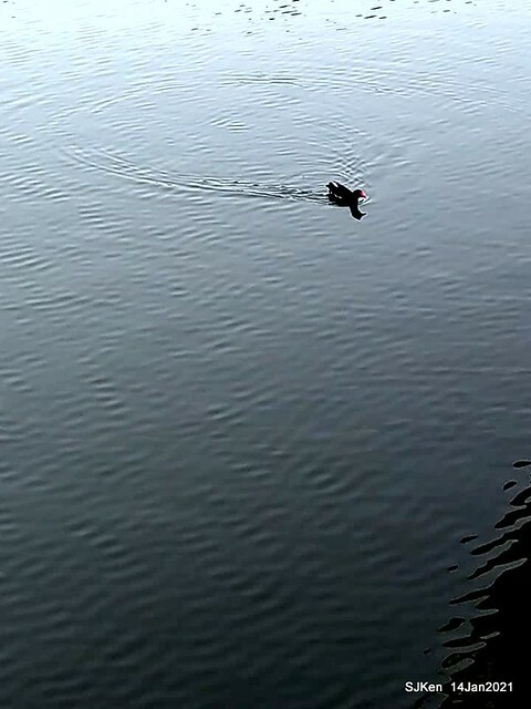 「大湖公園」(Big lake park), Taipei, Taiwan, Jan 24, 2021, SJKen.