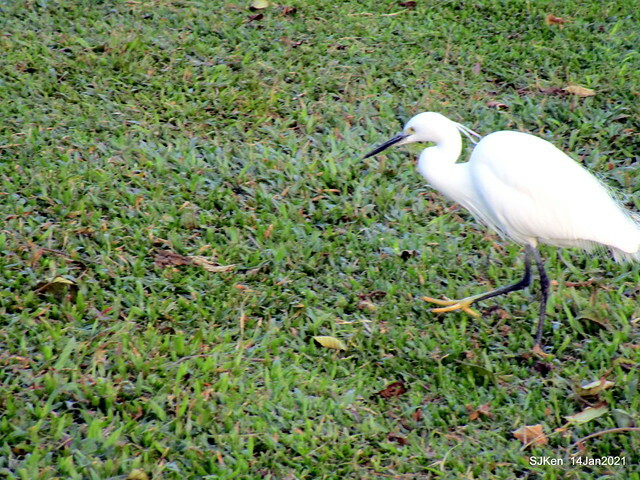 「大湖公園」(Big lake park), Taipei, Taiwan, Jan 24, 2021, SJKen.