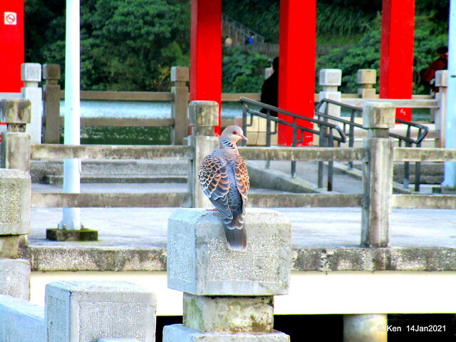 「大湖公園」(Big lake park), Taipei, Taiwan, Jan 24, 2021, SJKen.