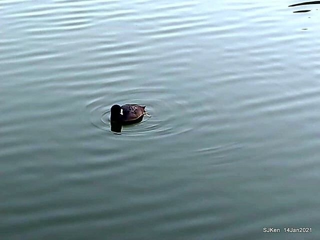 「大湖公園」(Big lake park), Taipei, Taiwan, Jan 24, 2021, SJKen.