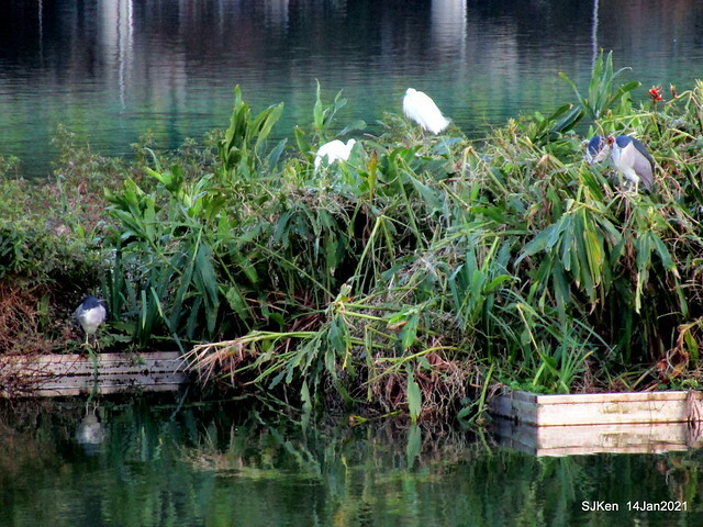 「大湖公園」(Big lake park), Taipei, Taiwan, Jan 24, 2021, SJKen.