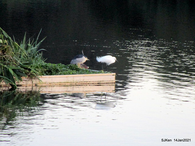 「大湖公園」(Big lake park), Taipei, Taiwan, Jan 24, 2021, SJKen.