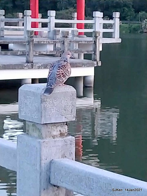 「大湖公園」(Big lake park), Taipei, Taiwan, Jan 24, 2021, SJKen.