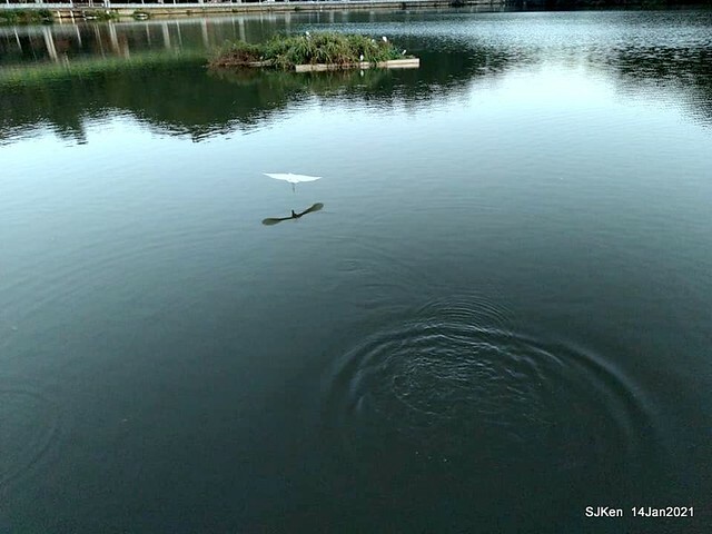 「大湖公園」(Big lake park), Taipei, Taiwan, Jan 24, 2021, SJKen.
