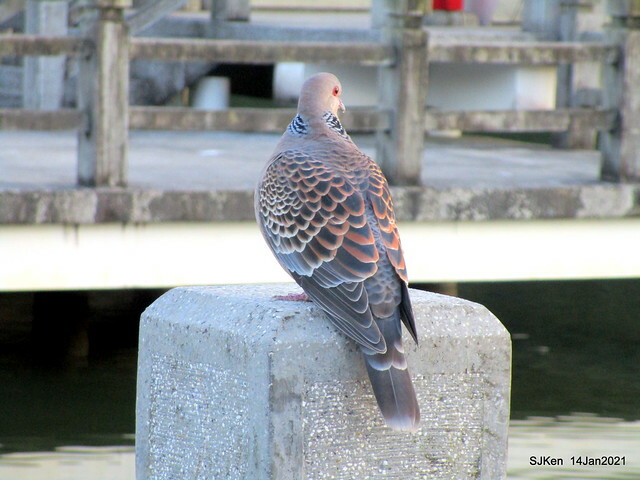 「大湖公園」(Big lake park), Taipei, Taiwan, Jan 24, 2021, SJKen.