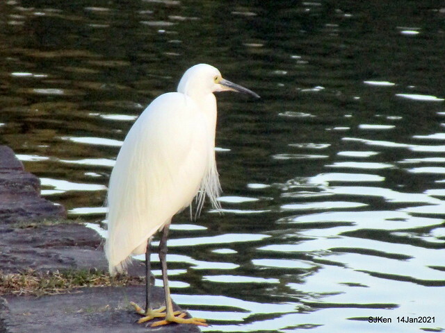 「大湖公園」(Big lake park), Taipei, Taiwan, Jan 24, 2021, SJKen.