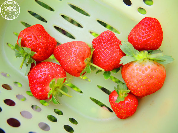 莓圃觀光休閒農園:作伙來企投【台北內湖・莓圃休閒觀光農園】庭園咖啡吃草莓料理 莓圃觀光休閒農園:作伙來企投【台北內湖・莓圃休閒觀光農園】庭園咖啡吃草莓料理